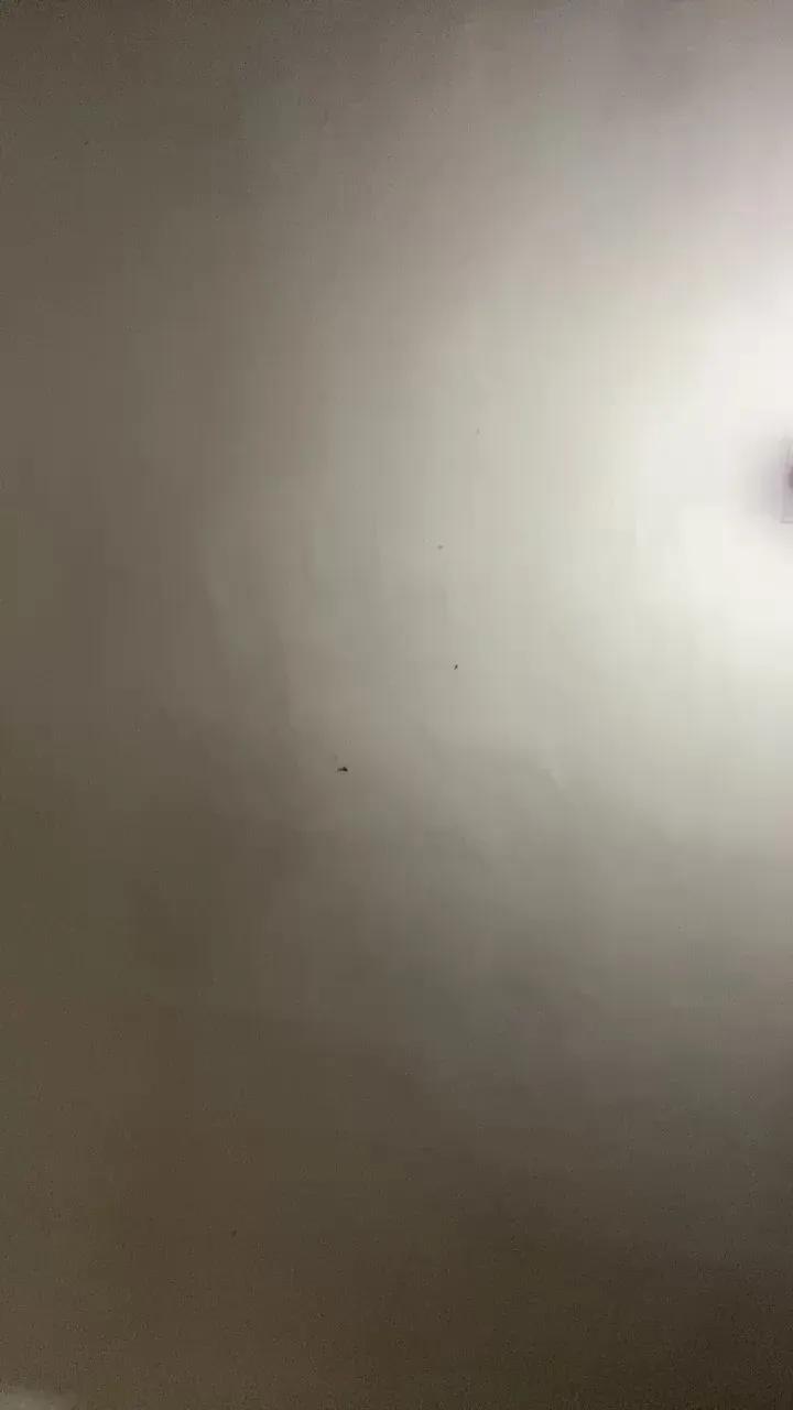Danitapaz2