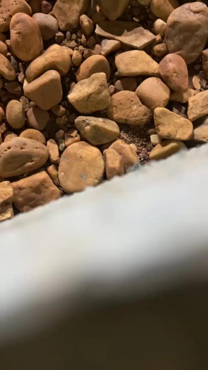 Freechat GoianoHet on Cam4